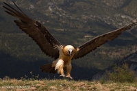 Bradáň žltohlavý - Gypaetus barbatus - Lammergeier 