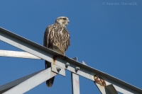 Sokol rároh - Falco cherrug - Saker Falcon