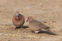 Hrdlička malá - Spilopelia senegalensis - Laughing Dove