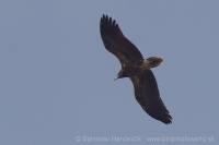 Zdochlinár biely - Neophron percnopterus - Egyptian Vulture