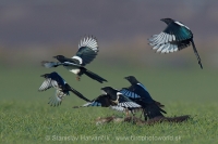 Straka obyčajná - Pica pica - Common Magpie