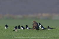 Straka obyčajná - Pica pica - Common Magpie and Myšiak hôrny - Buteo buteo - Common Buzzard