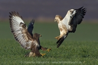 Myšiak hôrny - Buteo buteo - Common Buzzard