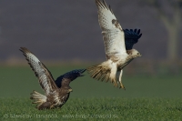 Myšiak hôrny - Buteo buteo - Common Buzzard