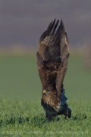 Myšiak hôrny - Buteo buteo - Common Buzzard