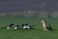 Straka obyčajná - Pica pica - Common Magpie and Myšiak hôrny - Buteo buteo - Common Buzzard