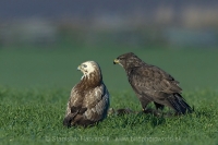 Myšiak hôrny - Buteo buteo - Common Buzzard