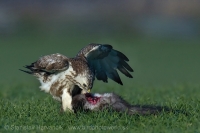 Myšiak hôrny - Buteo buteo - Common Buzzard