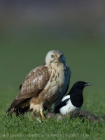 Myšiak hôrny - Buteo buteo - Common Buzzard and Straka obyčajná - Pica pica - Common Magpie