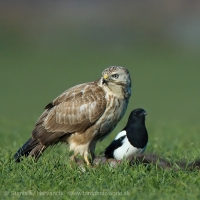 Myšiak hôrny - Buteo buteo - Common Buzzard and Straka obyčajná - Pica pica - Common Magpie