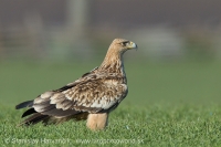 Orol kráľovský - Aquila heliaca - Imperial Eagle