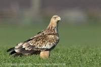 Orol kráľovský - Aquila heliaca - Imperial Eagle