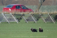 Orol kráľovský - Aquila heliaca - Imperial Eagle
