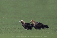 Orol kráľovský - Aquila heliaca - Imperial Eagle