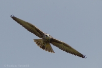 Sokol rároh - Falco cherrug - Saker Falcon