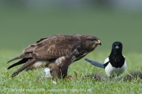 Myšiak hôrny - Buteo buteo - Common Buzzard and Straka obyčajná - Pica pica - Common Magpie