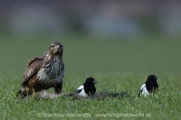 Myšiak hôrny - Buteo buteo - Common Buzzard and Straka obyčajná - Pica pica - Common Magpie
