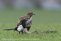 Myšiak hôrny - Buteo buteo - Common Buzzard and Straka obyčajná - Pica pica - Common Magpie