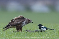 Myšiak hôrny - Buteo buteo - Common Buzzard and Straka obyčajná - Pica pica - Common Magpie