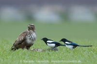 Myšiak hôrny - Buteo buteo - Common Buzzard and Straka obyčajná - Pica pica - Common Magpie