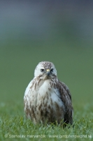Myšiak hôrny - Buteo buteo - Common Buzzard