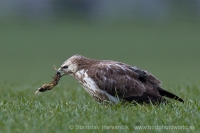 Myšiak hôrny - Buteo buteo - Common Buzzard