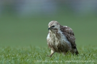 Myšiak hôrny - Buteo buteo - Common Buzzard