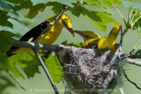 Vlha obyčajná - Oriolus oriolus - Golden Oriole