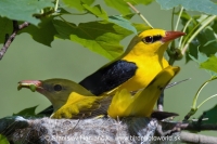 Vlha obyčajná - Oriolus oriolus - Golden Oriole