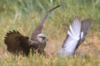 Sokol rároh - Falco cherrug - Saker Falcon