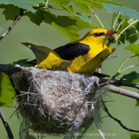 Vlha obyčajná - Oriolus oriolus - Golden Oriole