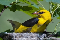 Vlha obyčajná - Oriolus oriolus - Golden Oriole