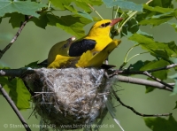 Vlha obyčajná - Oriolus oriolus - Golden Oriole