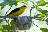 Vlha obyčajná - Oriolus oriolus - Golden Oriole