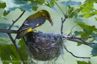 Vlha obyčajná - Oriolus oriolus - Golden Oriole