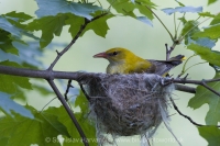 Vlha obyčajná - Oriolus oriolus - Golden Oriole