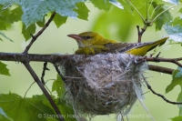 Vlha obyčajná - Oriolus oriolus - Golden Oriole