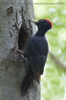 Tesár čierny - Dryocopus martius - Black Woodpecker