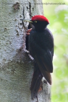Tesár čierny - Dryocopus martius - Black Woodpecker