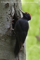 Tesár čierny - Dryocopus martius - Black Woodpecker