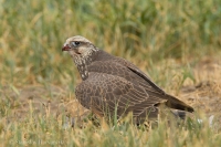 Sokol rároh - Falco cherrug - Saker Falcon