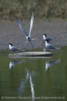 Rybár riečny -Sterna hirundo - Common Tern