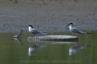 Rybár riečny -Sterna hirundo - Common Tern
