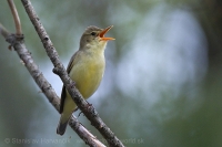 Sedmohlások obyčajný - Hippolais icterina - Icterine Warbler