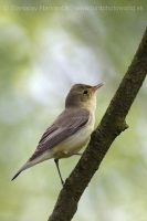 Sedmohlások obyčajný - Hippolais icterina - Icterine Warbler