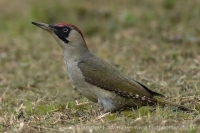 Žlna zelená - Picus viridis - Green Woodpecker
