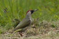 Žlna zelená - Picus viridis - Green Woodpecker