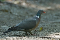 Holub hrivnák - Columba palumbus - Wood Pigeon