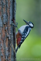 Ďateľ veľký - Dendrocopos major - Great Spotted Woodpecker