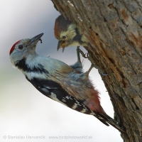 Ďateľ prostredný - Dendrocopos medius - Middle Spotted Woodpecker